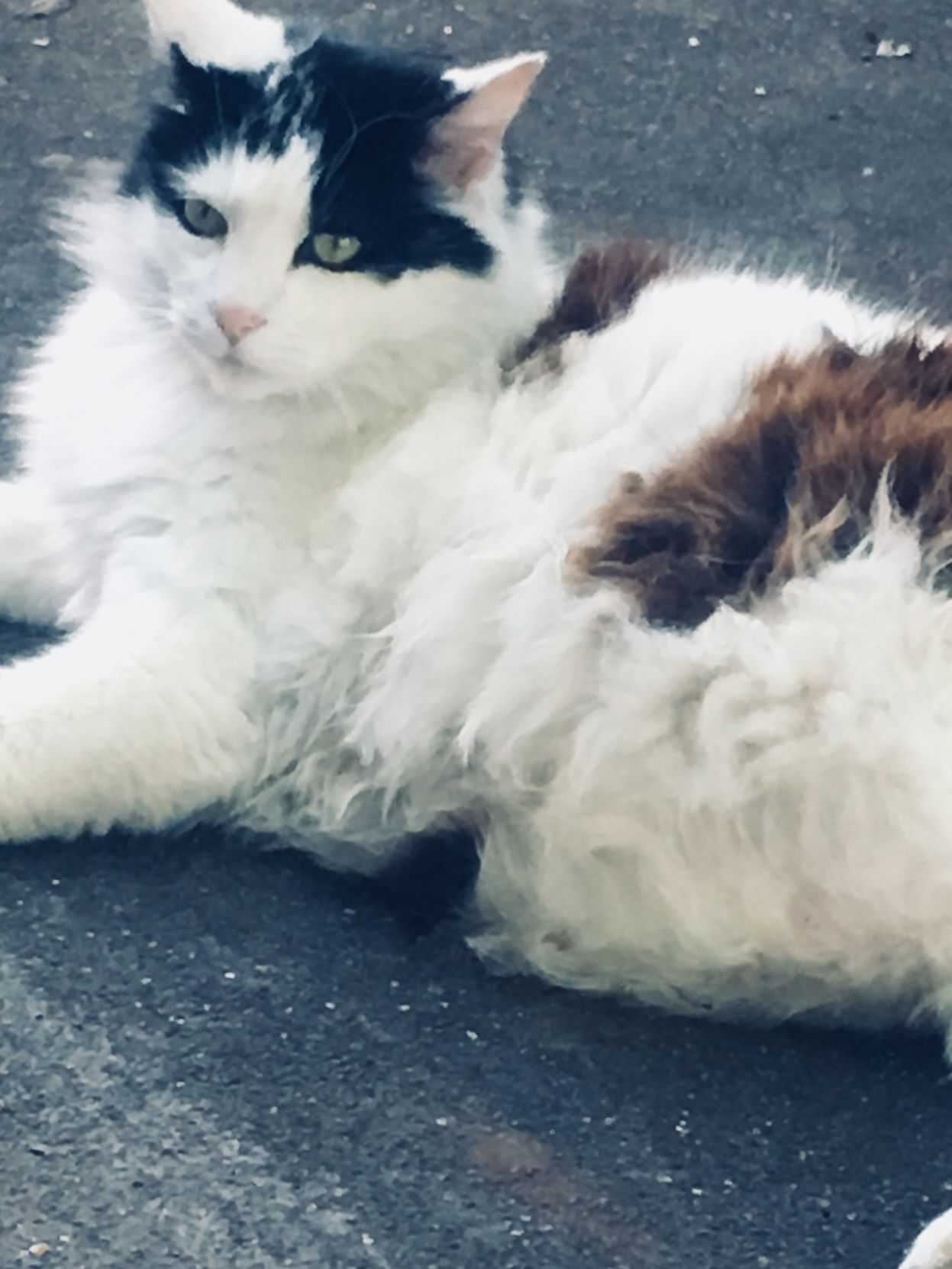Fatty